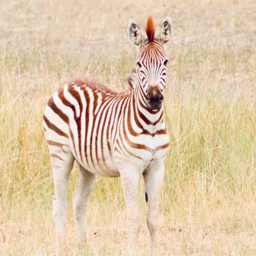 A baby zebra stands looking at the camera; its stripes are chestnut rather than black of an adult zebra.