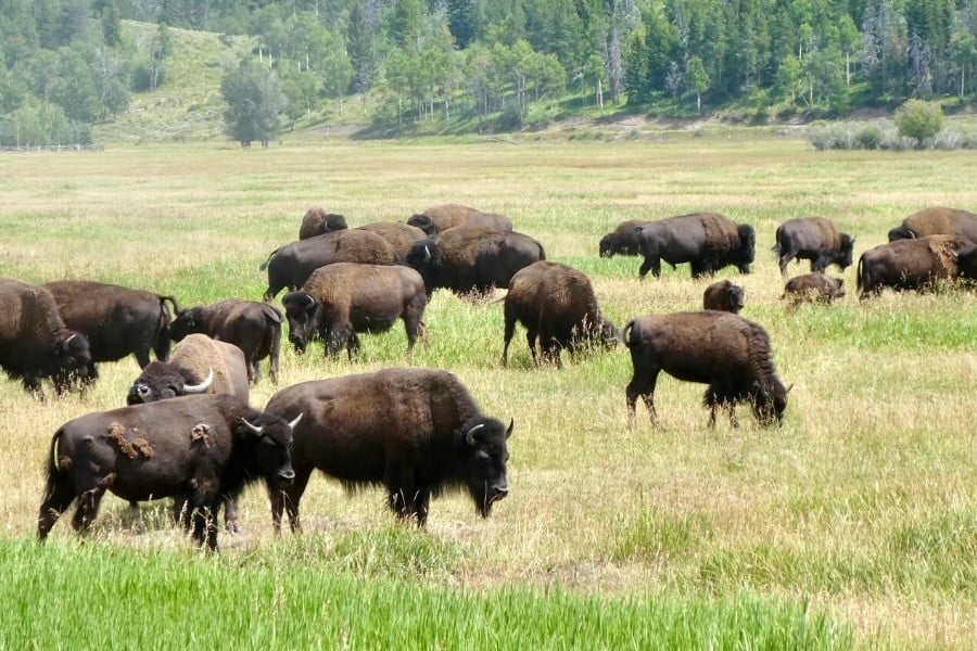 Bison grazing at Grand Teton National Park