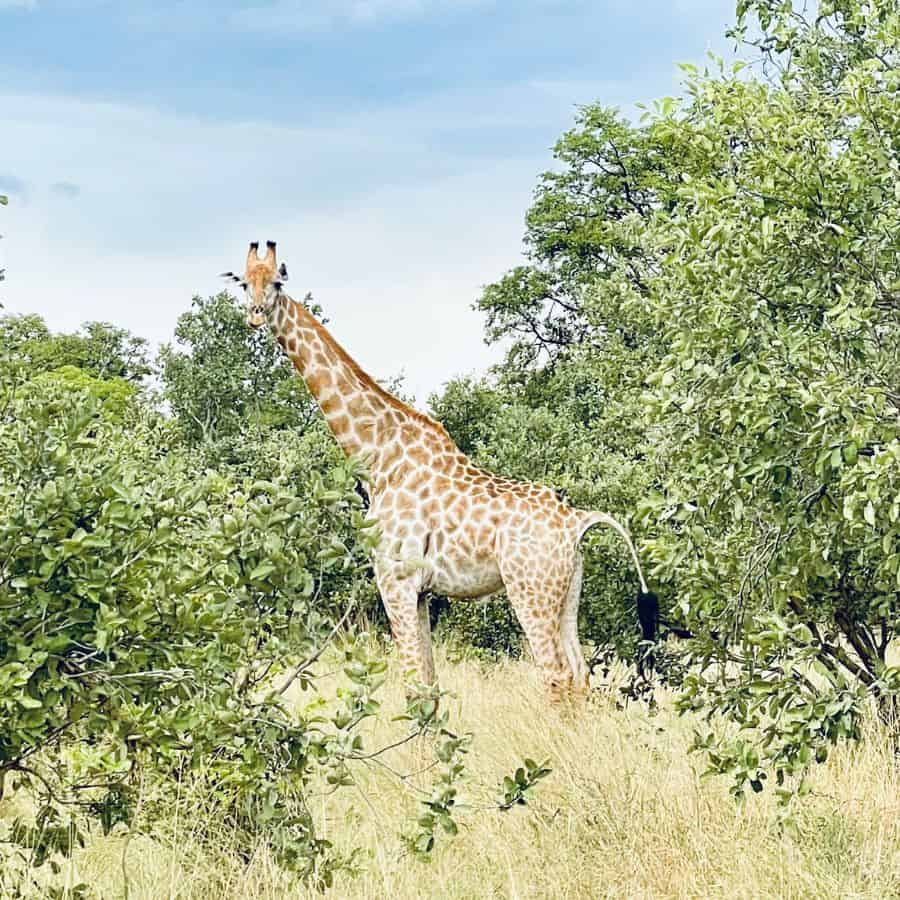 A giraffe stands among trees in Makgadikgadi Pans National Park in Botswana.