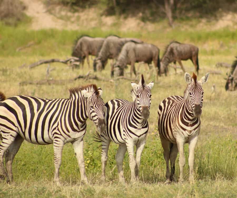 A group of three zebra stand together with wildebeest grazing beyond, at the Makgadikgadi Pans National Park during the zebra migration.