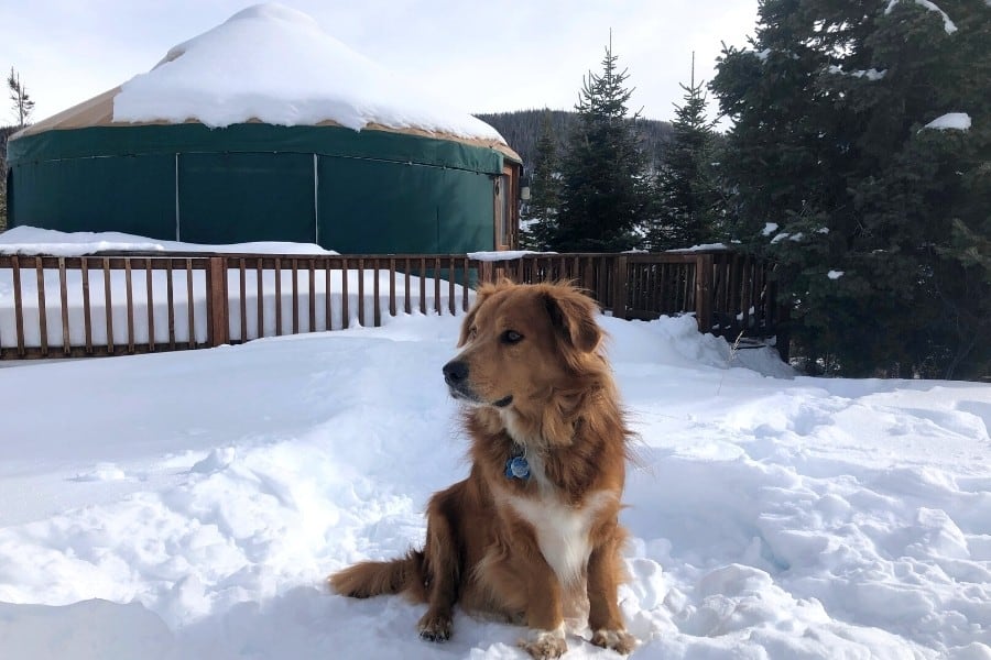 A dog poses in front of a Colorado yurt in winter