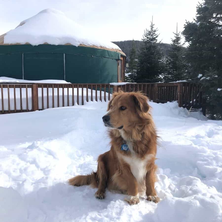 A dog sits in front of a Colorado state park yurt in winter