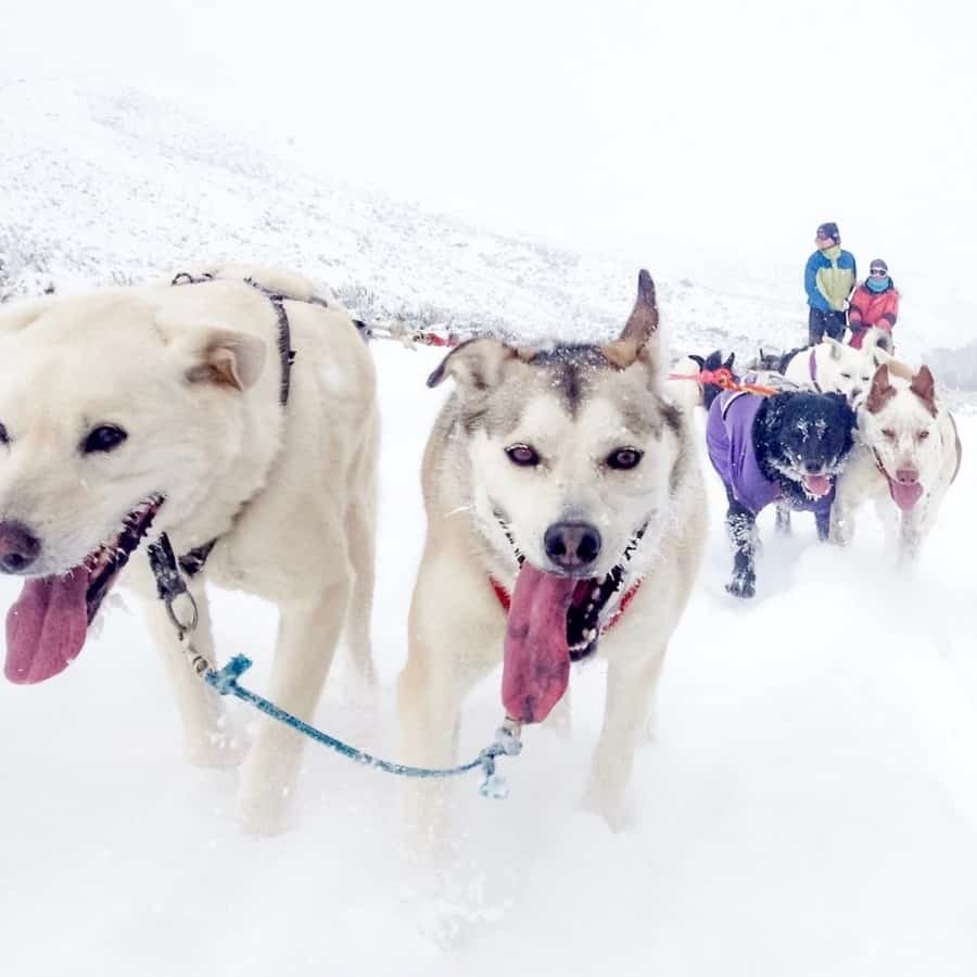 Dog sledding in Colorado