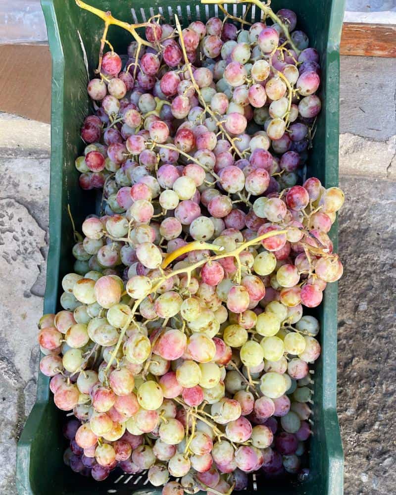 A crate filled with grapes that are mostly green but with some red