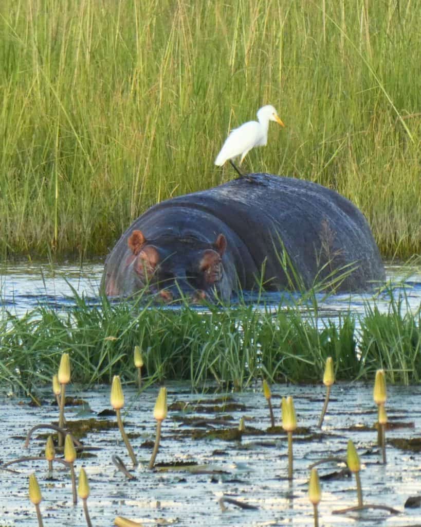 A hippo is standing in water with a bird on its back.