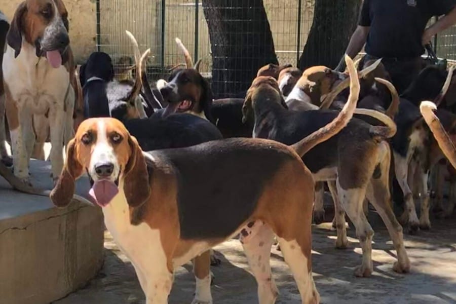 hunting dogs cheverny loire valley