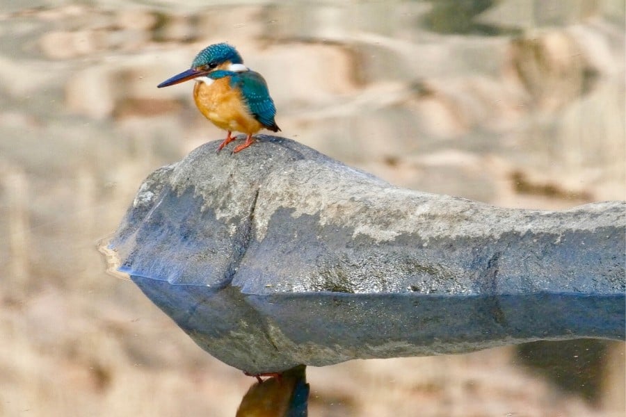 river kingfisher spotted birding in india