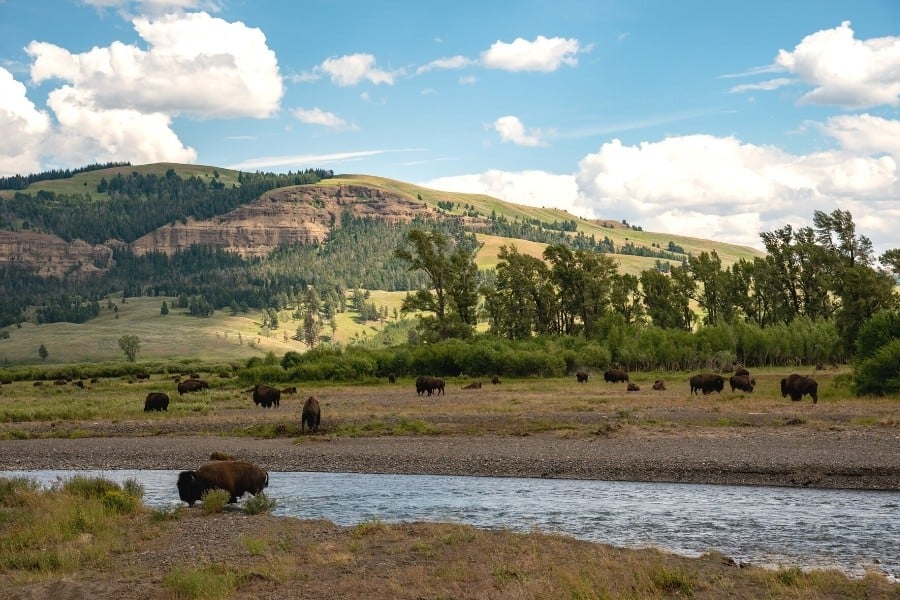 Bison in the Lamar Valley of Yellowstone
