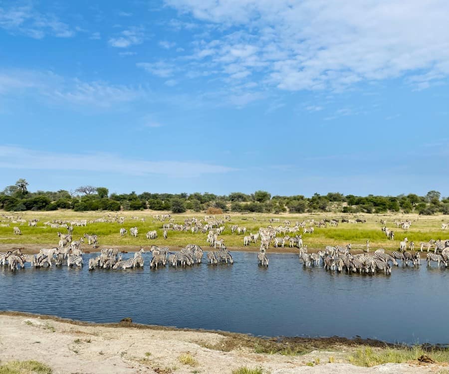 A large herd of zebra are visible next to a watering hole, with some standing in it, in Makgadikgadi Pans National Park in Botswana during the annual zebra migration.