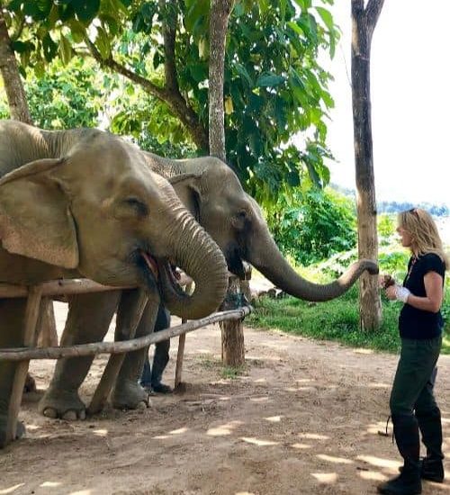 mandalao elephant sanctuary