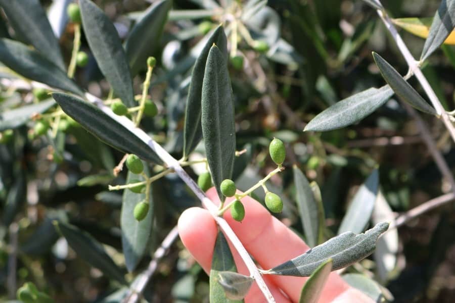 Tiny olives growing on an olive branch at Antica Olivaia Agriturismo