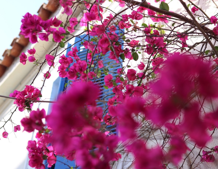 Bougainvillea grows in front of a white-washed building with blue windowsills, in Poros Greece