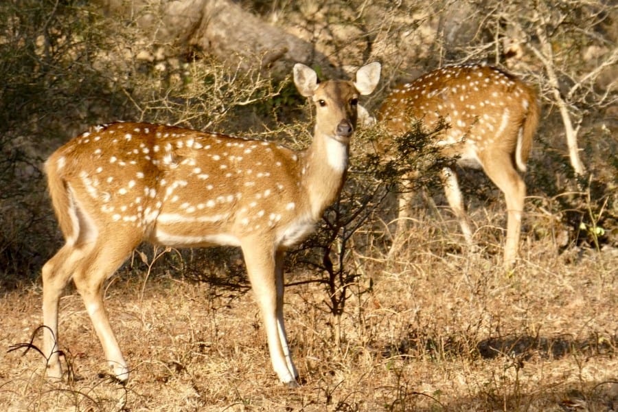 spotted deer panna national park