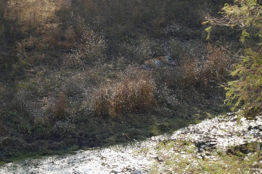 tigers ranthambore park