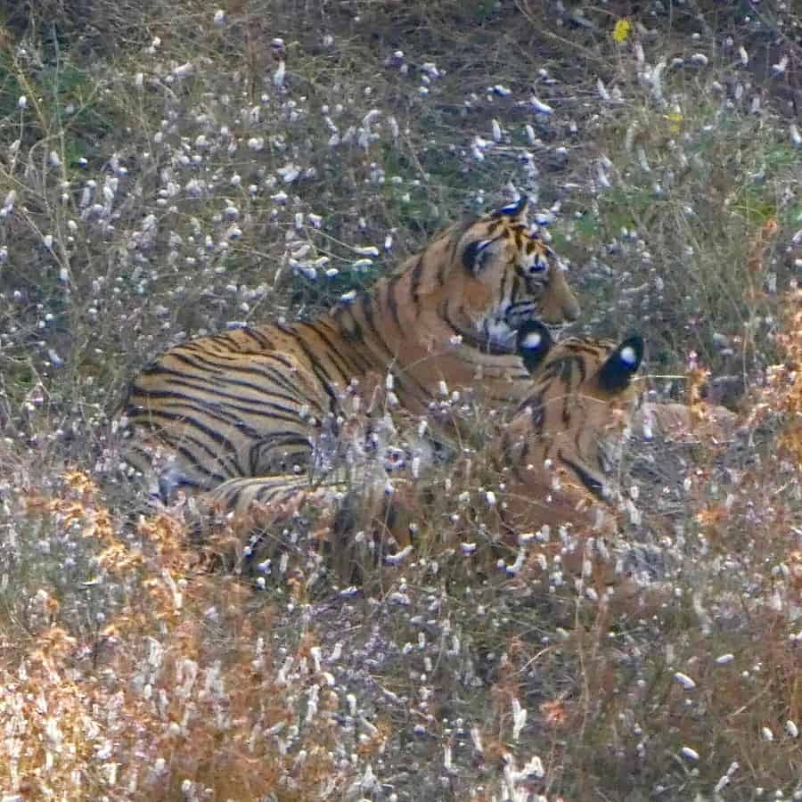 Two tigers rest in the forest, seen on safari in India's Ranthambore Park