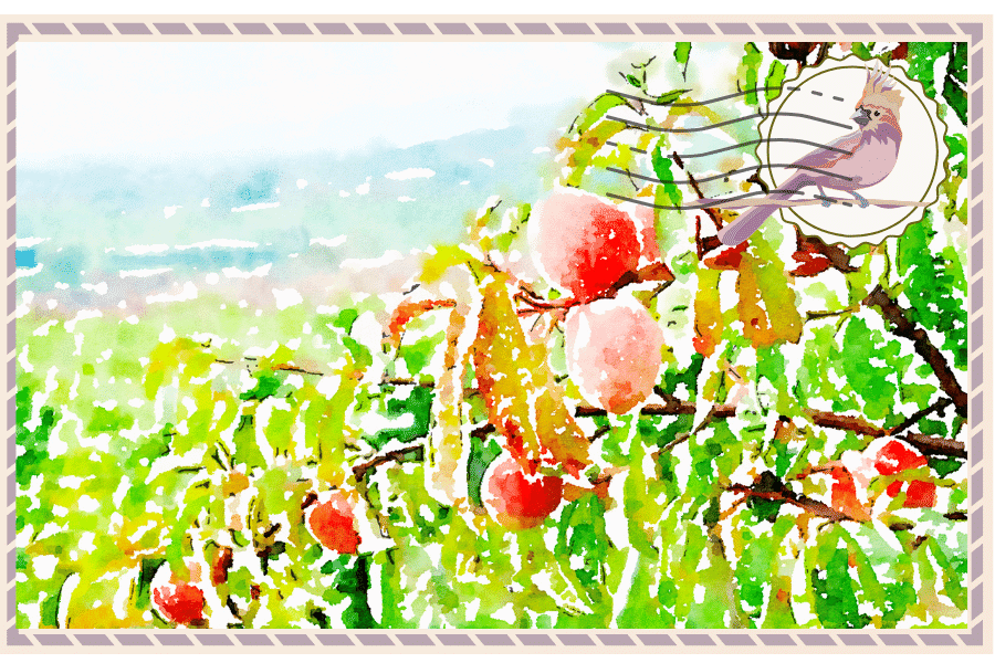 A post card style image with an illustration of a peach tree and Italian hillside. And a stamp with the Midlife Globtrotter logo in the right corner